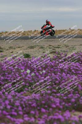 media/Jan-14-2023-SoCal Trackdays (Sat) [[497694156f]]/Turn 14 Exit Bloomig (145pm)/